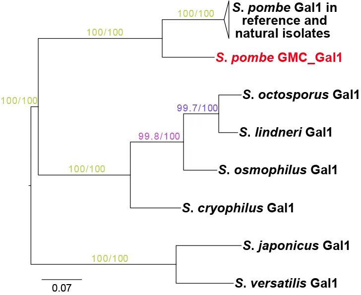 清华大学生物医学交叉研究院杜立林实验室在裂殖酵母中发现代谢性状双向进化现象并揭示其机制