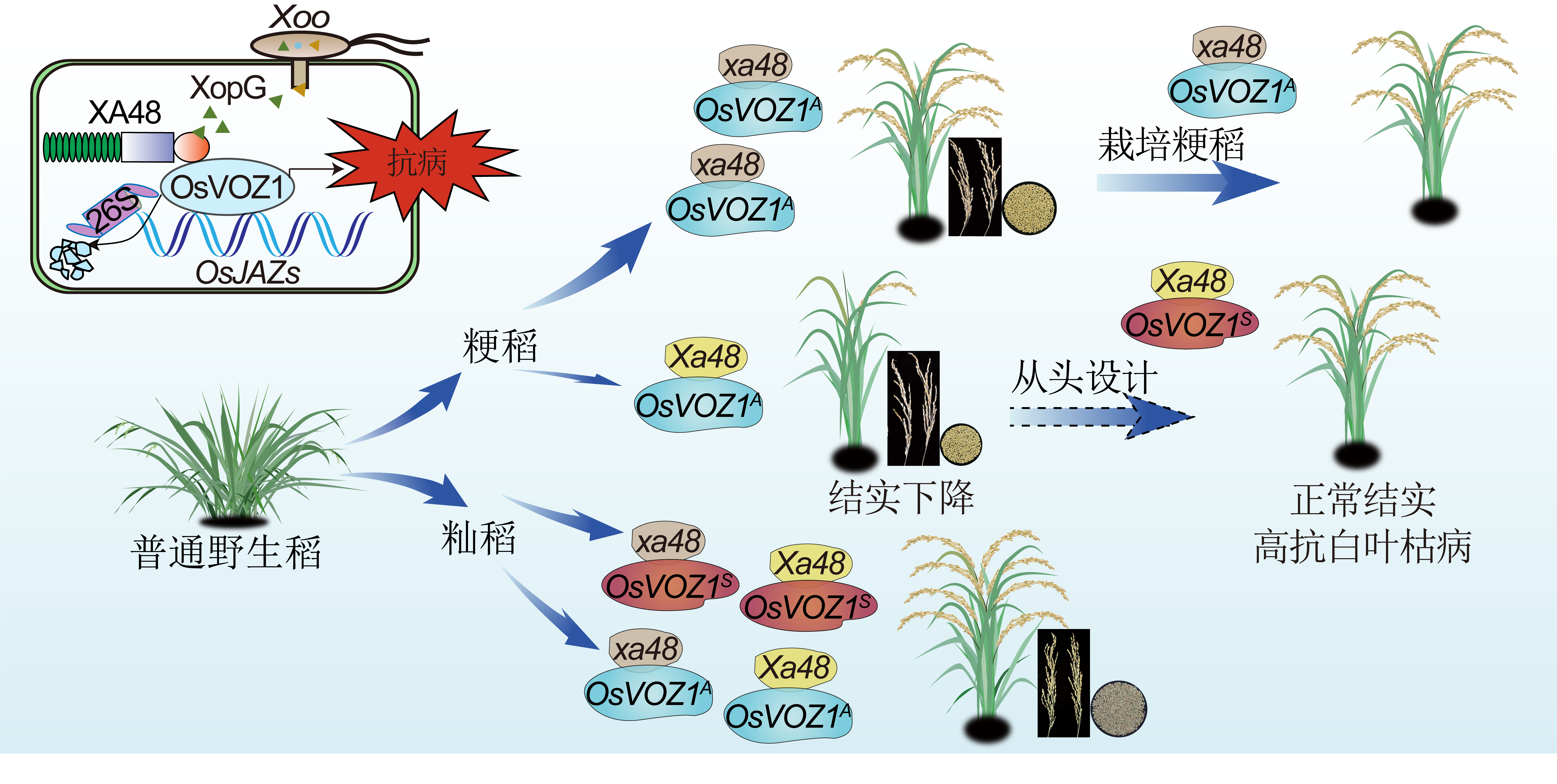 上海交大陈功友团队合作破解水稻免疫驯化选择抗病与产量平衡的新机制