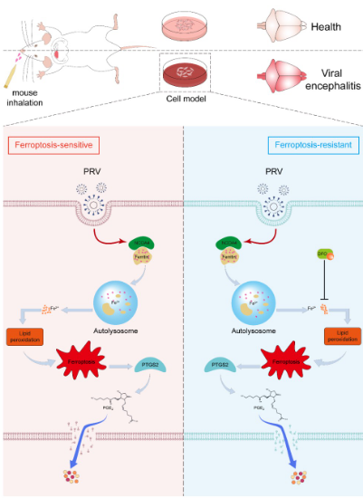 中国农业大学｜动物医学院杨汉春团队揭示伪狂犬病病毒致脑损伤新机制