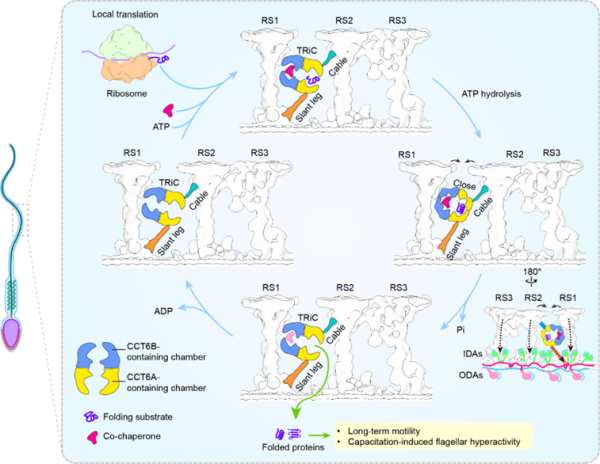 哺乳动物精子鞭毛长效运动研究取得进展