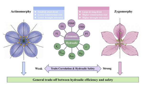 花对称性与植物水力策略关联研究获进展