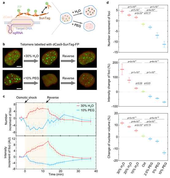 北京师范大学系统科学学院教授李辉团队在《自然·通讯》发文：揭示渗透压调控核内DNA标记与转录的物理机制