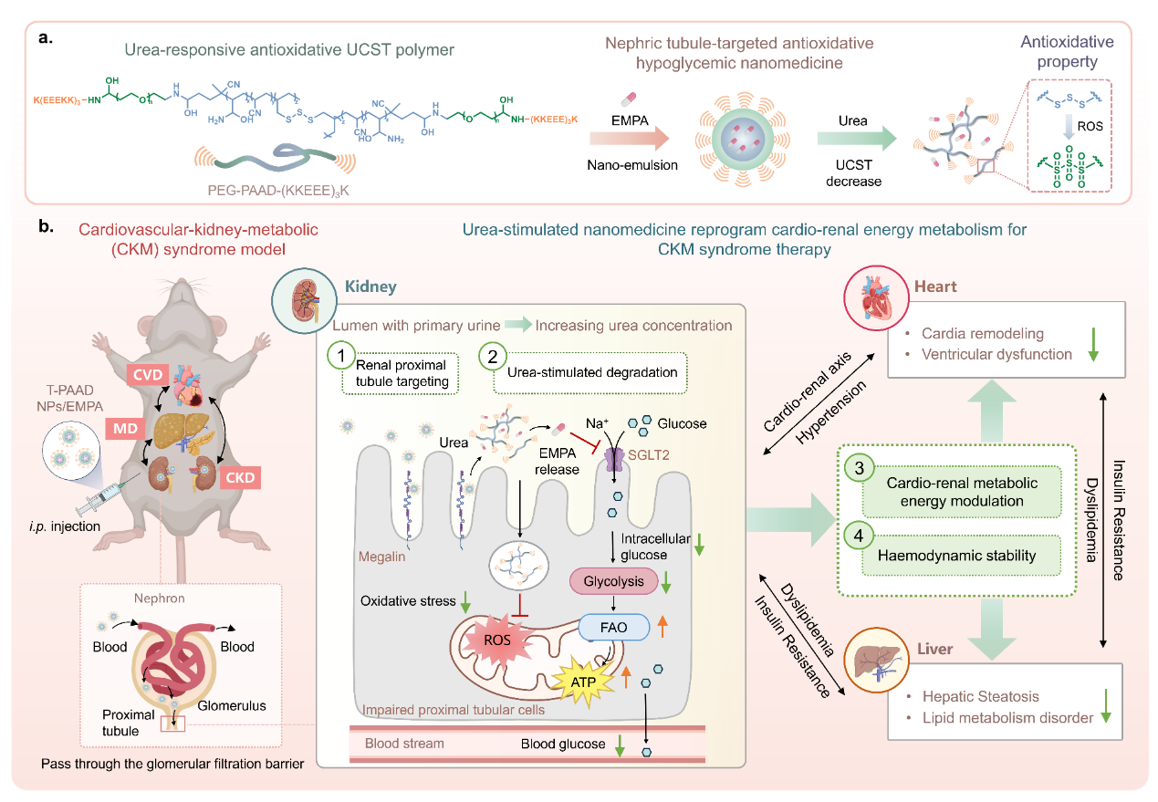 西安交大杨哲、田中民教授团队在尿素响应纳米药物治疗心血管-肾脏-代谢综合征领域取得新进展