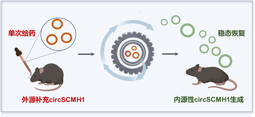 东南大学姚红红团队在国际顶级期刊《Brain》发表重要研究成果