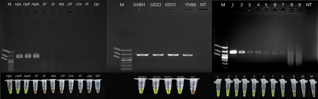 森环森保所在柚木驼蛾分子识别和产品研发方面取得新进展
