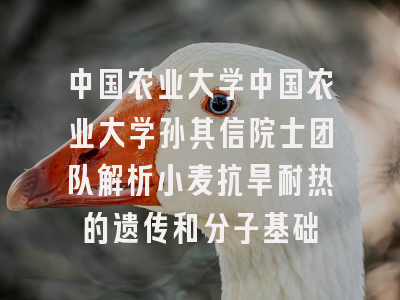 中国农业大学中国农业大学孙其信院士团队解析小麦抗旱耐热的遗传和分子基础