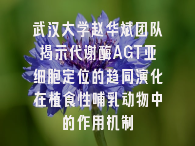武汉大学赵华斌团队揭示代谢酶AGT亚细胞定位的趋同演化在植食性哺乳动物中的作用机制