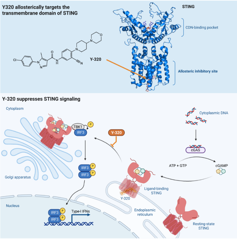 上海交大张翱课题组与合作团队发现靶向STING非经典跨膜区的变构抑制剂