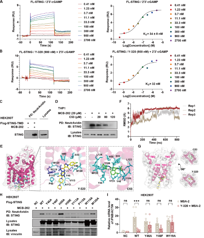 上海交大张翱课题组与合作团队发现靶向STING非经典跨膜区的变构抑制剂