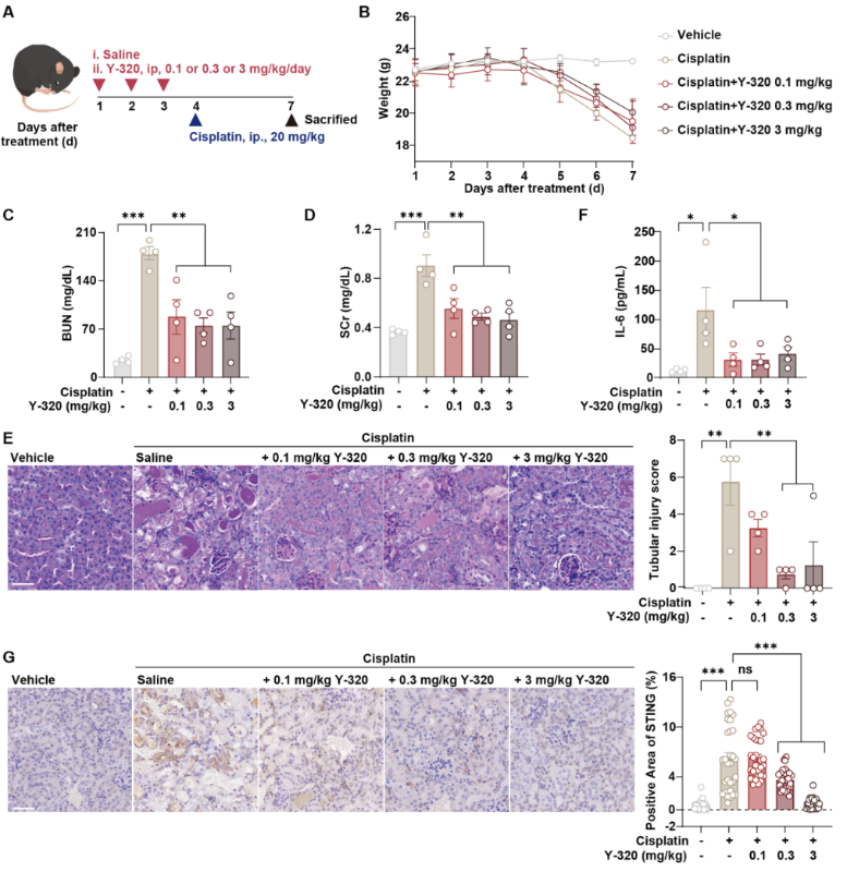 上海交大张翱课题组与合作团队发现靶向STING非经典跨膜区的变构抑制剂