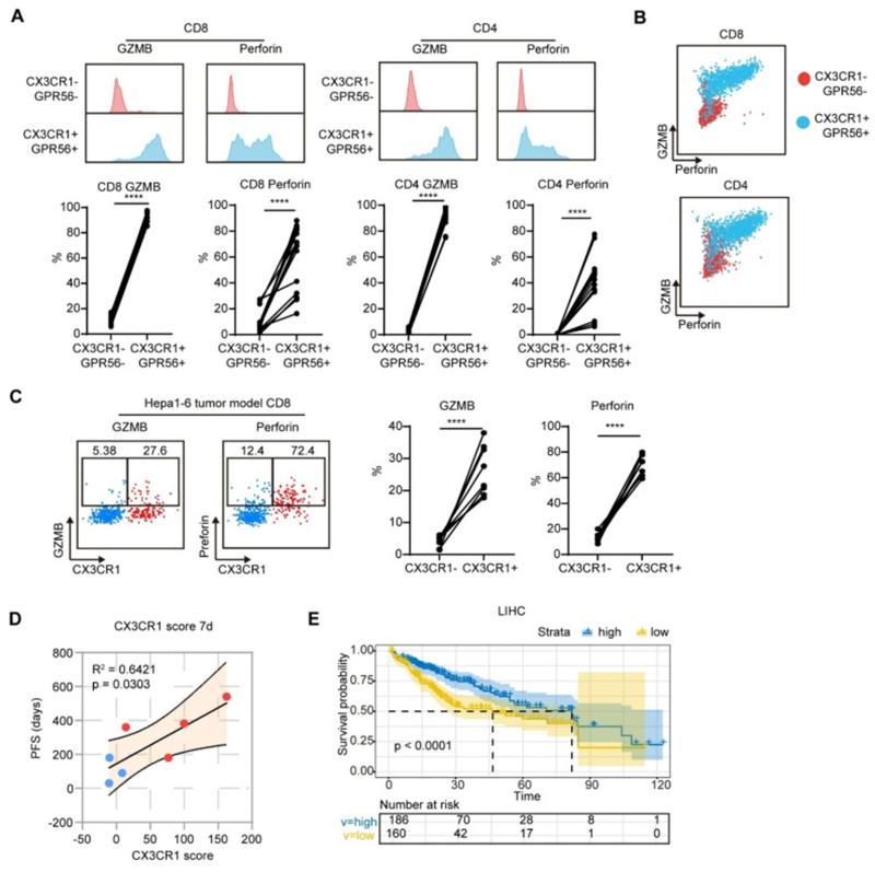 上海交大生物医学工程学院徐学敏团队与合作者发表《Theranostics》封面文章：多模态肿瘤治疗显著提升复发性肝癌疗效