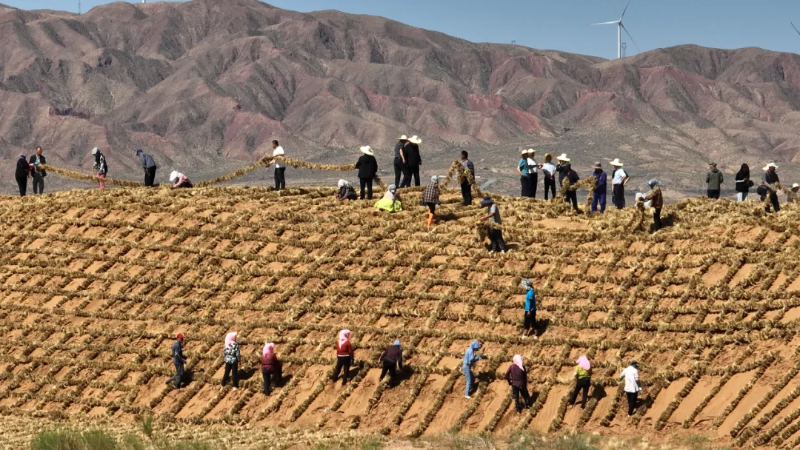 上海交大团队Nature发文:中国“三北”工程为全球荒漠化治理提供借鉴