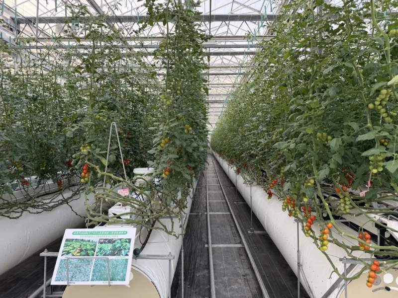 防治植物病毒病，上海交大农生学院唐雪明教授领衔研制全球首个RNA杀菌剂