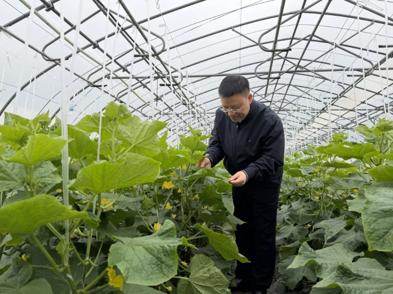 防治植物病毒病，上海交大农生学院唐雪明教授领衔研制全球首个RNA杀菌剂
