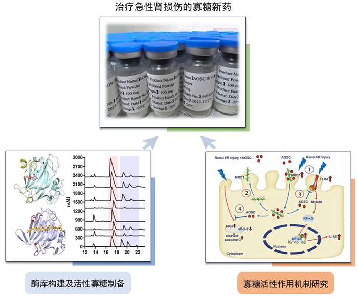 中国海洋大学团队研发的海洋寡糖新药获得临床试验批准