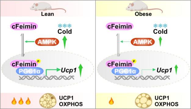 清华大学生命学院王一国团队合作发现肌泌降糖素（Feimin）促进脂肪产热新功能