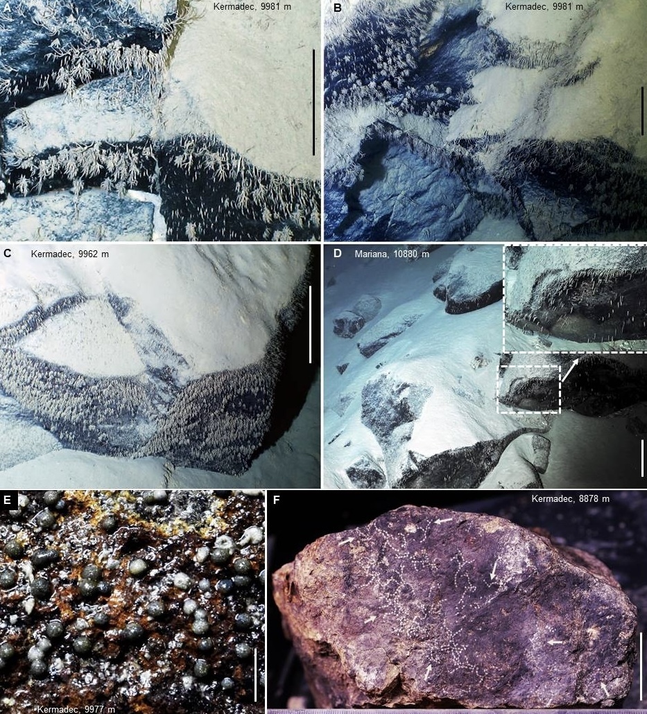 研究发现原生生物优势的硬基底动物区系