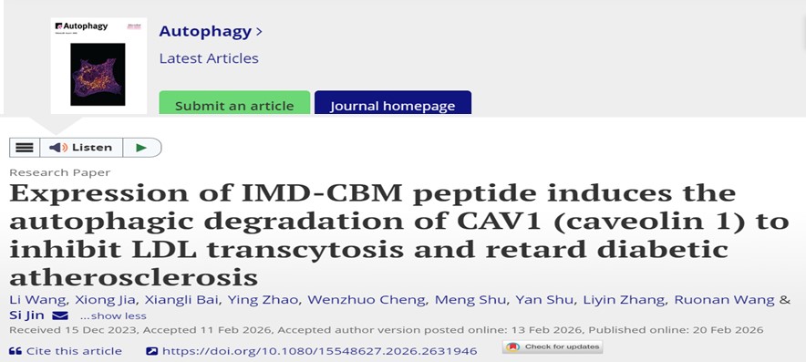华中科技大学梨园医院金肆团队设计IMD-CBM融合肽选择性激活自噬延缓糖尿病动脉粥样硬化斑块进展
