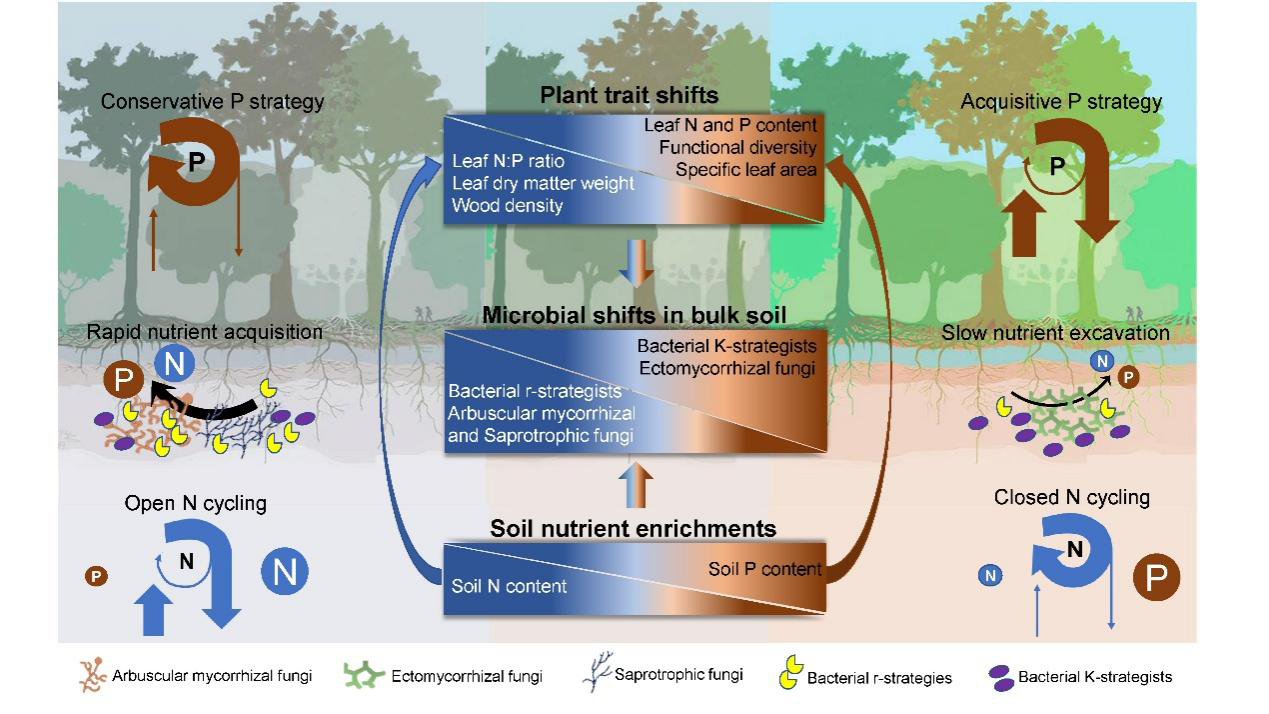 华南森林培育经营国家林草局重点实验室支撑热带雨林植物功能性 与土壤微生物对养分有效性的响应研究