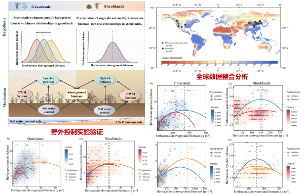 研究揭示灌木入侵对草本生物量—物种丰富度关系的调控机制