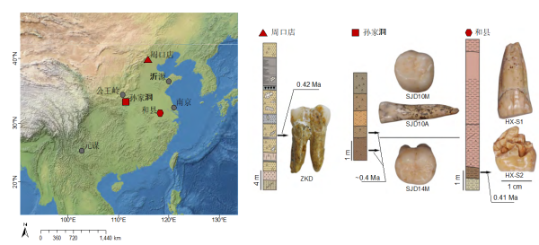 科学家首次从直立人化石中提取谱系特征遗传信息
