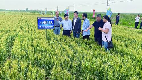 在盐碱地“接力种地”,我们一直思考如何走好“下一步”