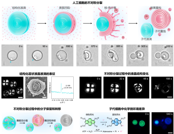 科学家首次实现人工细胞的不对称分裂与功能分化