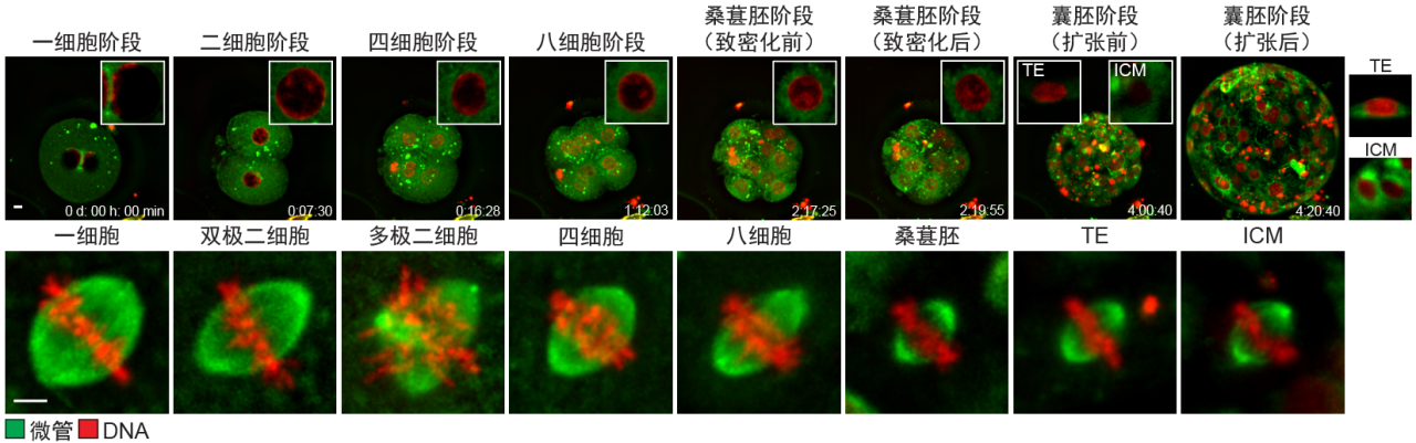 清华大学生物医学交叉研究院苏俊团队合作揭示人类试管胚胎早期发育停滞的两大原因