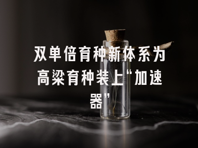 双单倍育种新体系为高粱育种装上“加速器”