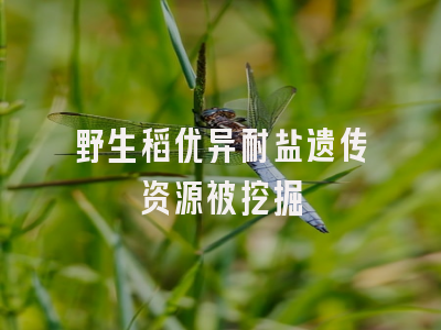 野生稻优异耐盐遗传资源被挖掘