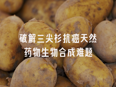 破解三尖杉抗癌天然药物生物合成难题