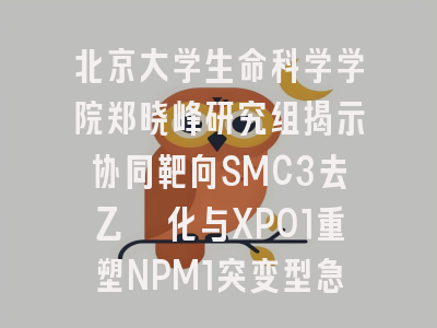 北京大学生命科学学院郑晓峰研究组揭示协同靶向SMC3去乙酰化与XPO1重塑NPM1突变型急性髓系白血病表观遗传景观的机制