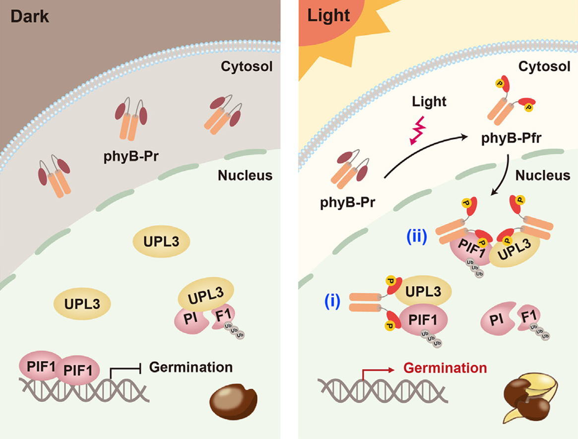 北京大学生命科学学院钟上威课题组与合作者揭示泛素连接酶UPL3调控光诱导种子萌发的新机制