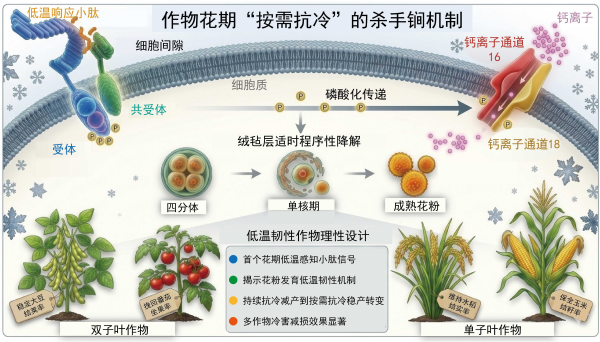 科学家破解作物花期“按需抗冷”的杀手锏机制