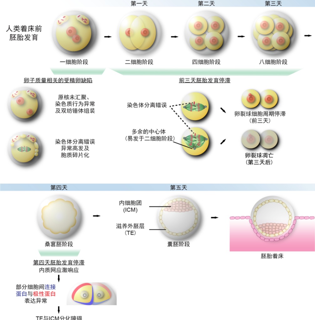 清华大学生物医学交叉研究院苏俊团队合作揭示人类试管胚胎早期发育停滞的两大原因