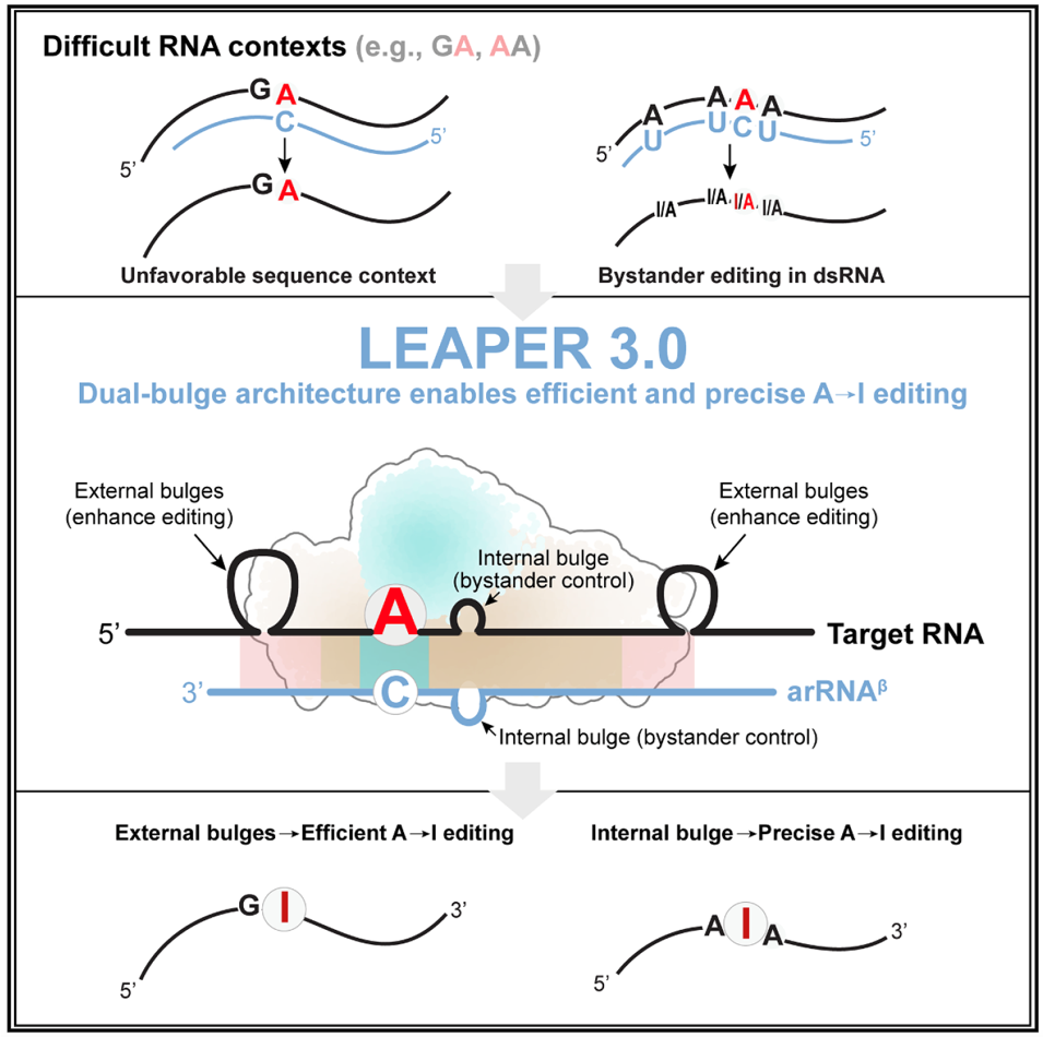 北京大学生命科学学院魏文胜团队研发新一代RNA编辑技术LEAPER 3.0