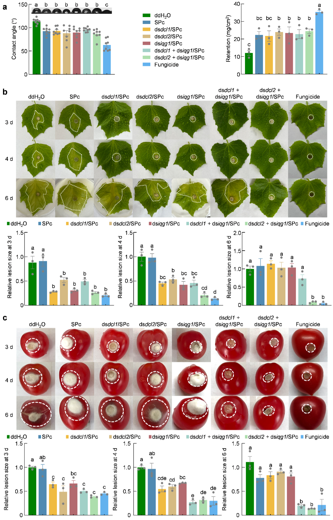 中国农业大学植保学院沈杰、闫硕团队在纳米递送RNA防控作物病害机制领域取得新进展