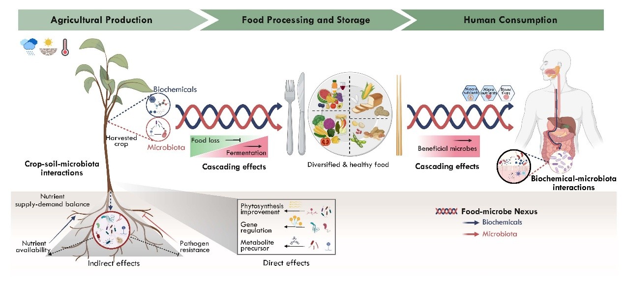 中国农业大学资环学院张福锁院士团队提出“食物—微生物纽带”新框架推动食物系统营养健康与可持续转型