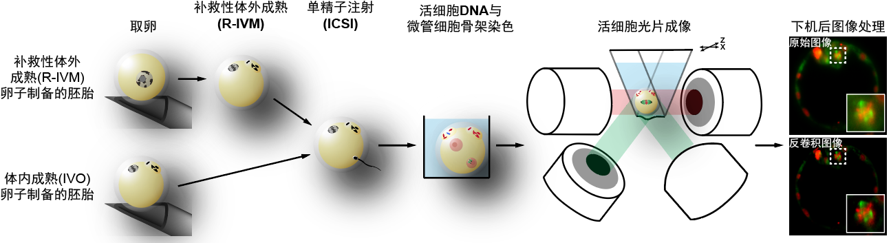 清华大学生物医学交叉研究院苏俊团队合作揭示人类试管胚胎早期发育停滞的两大原因