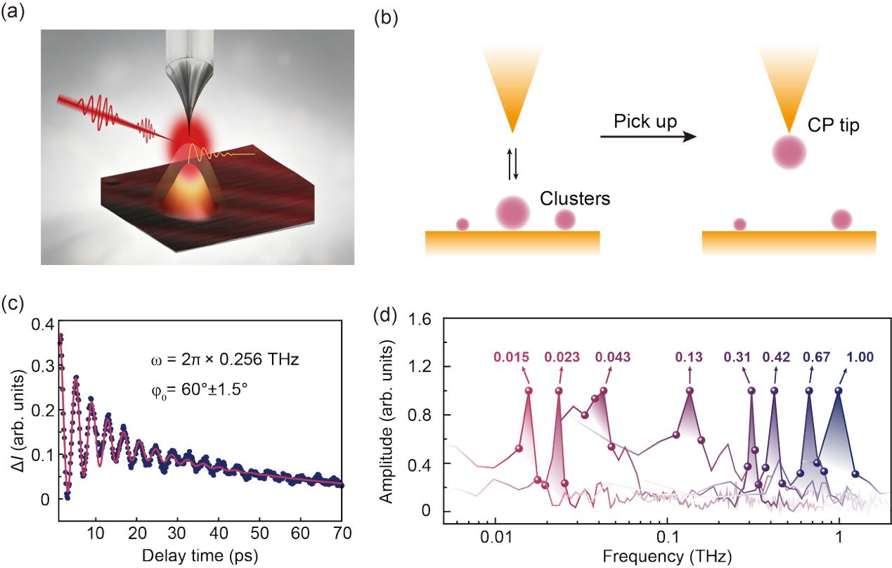 北京大学物理学院江颖团队利用飞秒扫描隧道显微镜实现超宽频相干声子探测