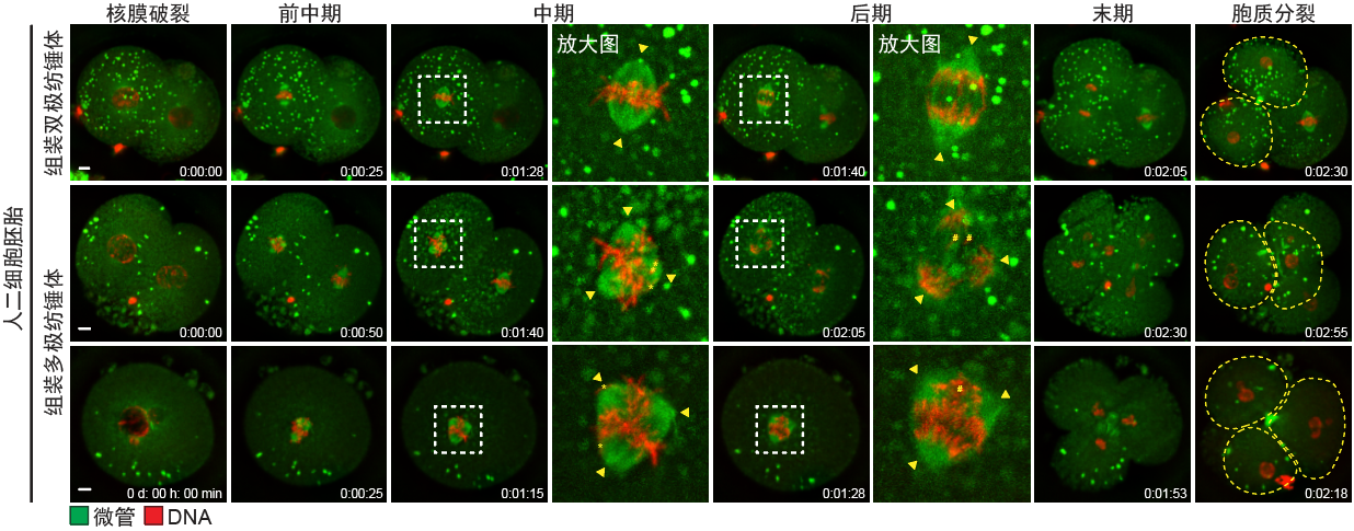 清华大学生物医学交叉研究院苏俊团队合作揭示人类试管胚胎早期发育停滞的两大原因