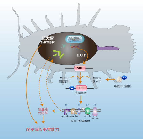 研究揭示深海生物超强耐饿机制