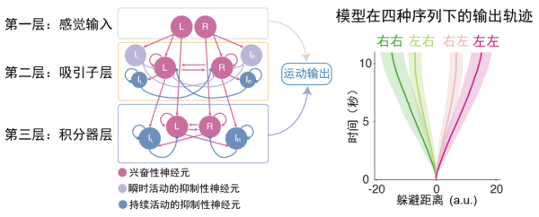 科学家揭示斑马鱼连续抉择的跨脑区计算机制