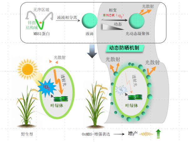 科学家发现凝聚体光学防晒平衡植物抗逆与增产新机制