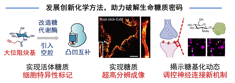 北京大学北京大学12项成果荣获2025年度国家科学技术奖