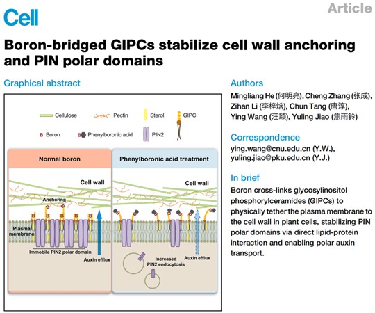 北京大学生命科学学院焦雨铃团队与合作者揭示硼营养的细胞生物学基础，溯清百年谜团