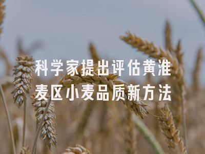 科学家提出评估黄淮麦区小麦品质新方法