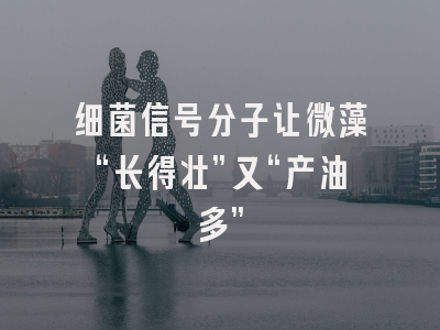 细菌信号分子让微藻“长得壮”又“产油多”
