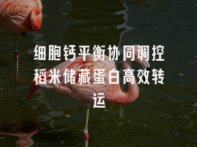 细胞钙平衡协同调控稻米储藏蛋白高效转运