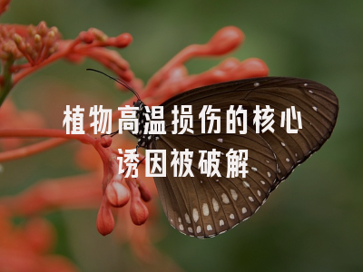 植物高温损伤的核心诱因被破解